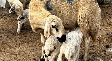 Malatya'da baharın habercisi kuzuların doğumları başladı