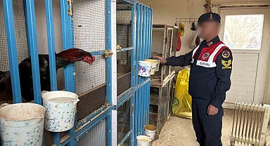 Malatya'da horoz dövüştürenlere jandarma baskını