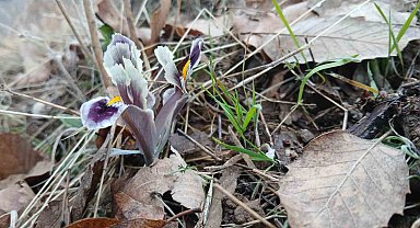 Malatya'da kar yağışı devam ederken Pütürge'de nevruz ve badem ağaçları çiçek açtı