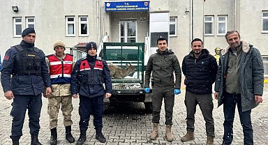 Malatya'da yaralı bulunan dağ keçisi koruma altına alındı