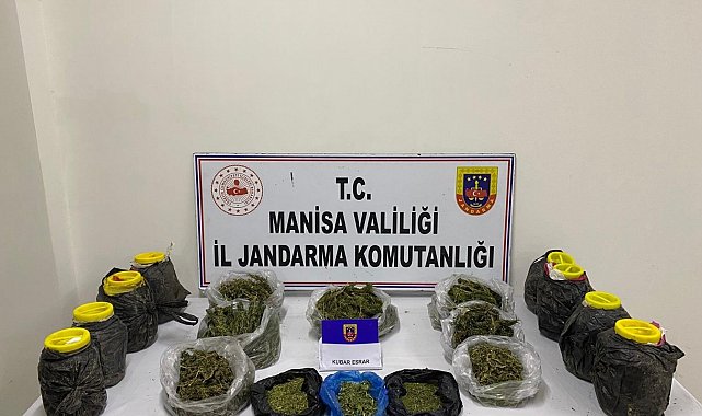 Manisa'da jandarmadan esrar operasyonu