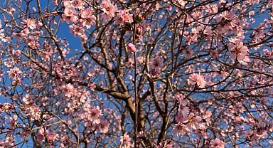 Mardin'de badem ağacı erken çiçek açtı