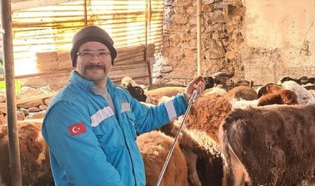 Menteşe'de büyükbaş hayvanlar için şap aşılama çalışmaları devam ediyor