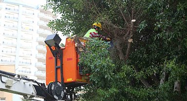 Mersin Erdemli'de budanan dallar odun oluyor vatandaşların evleri ısınıyor