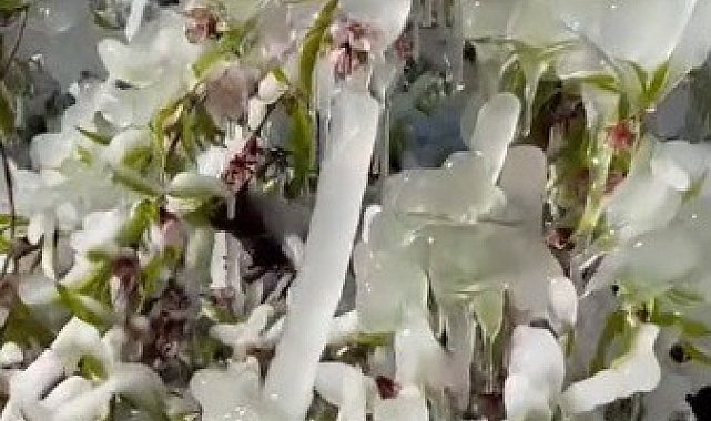 Mersin'de şeftali ağaçları buz tuttu
