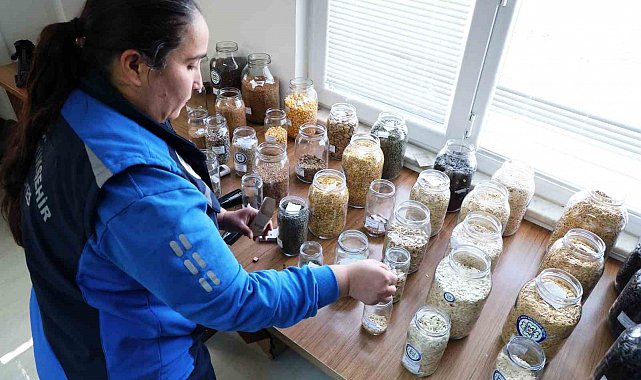 Muğla Büyükşehir'in yerel tohum dağıtımı devam ediyor