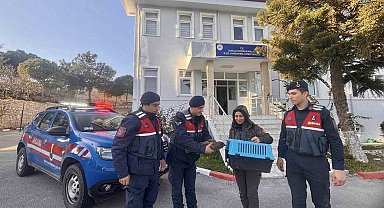Muğla'da jandarma ekipleri yaralı şahini kurtardı