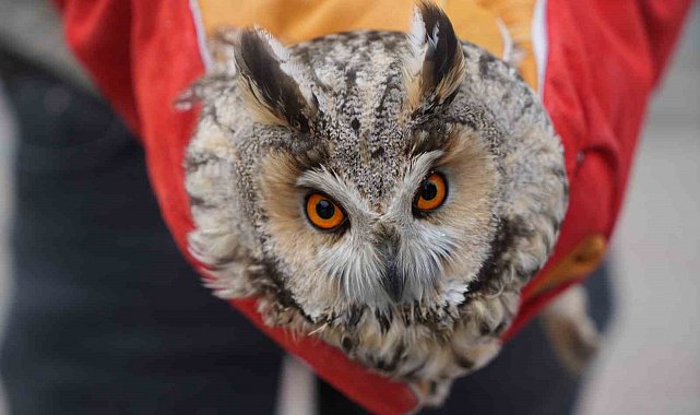 Muş'ta yaralı puhu tedavi altına alındı