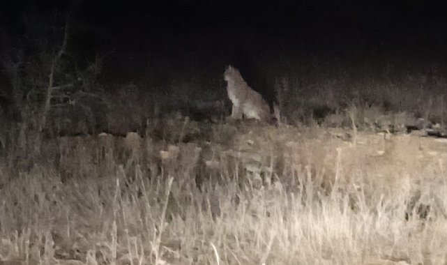 Nesli tehlike altındaki Kafkas Vaşağı gece avlanırken görüntülendi