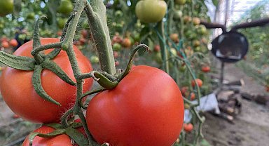 Ocakta domatesin miktarı da fiyatı da arttı