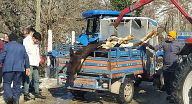 Ordu'da ahırda çıkan yangında 5 büyükbaş hayvan telef oldu