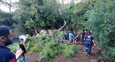 Orman kampındaki yaşlı, tehlike ve risk oluşturan ağaçlar kesiliyor