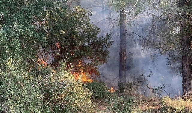 Osmaniye'de orman yangını