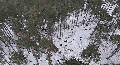 "Doğadaki Cerrah" geyik sürüsünü görüntüledi