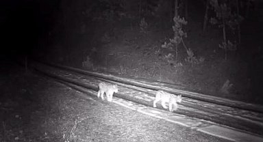 "Ormanın hayaleti" vaşak görüntülendi