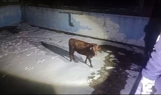 Sahibinin elinden kaçan inek, havuzda mahsur kaldı