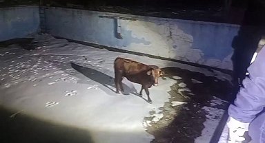 Sahibinin elinden kaçan inek, havuzda mahsur kaldı