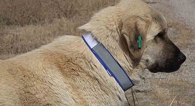 Sahipsiz hayvanları bakımevi dışında sokağa bırakanlara ağır yaptırım: Cezası 71 bin 965 lira