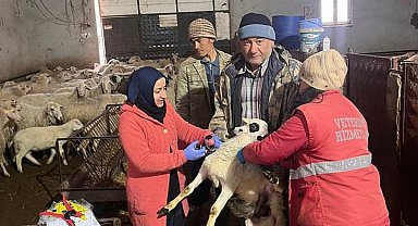 Sandıklı'da küçükbaş hayvanlara aşılama çalışması yapıldı
