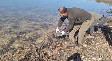 Şanlıurfa'da kurtarılan 500 kaplumbağa doğaya bırakıldı