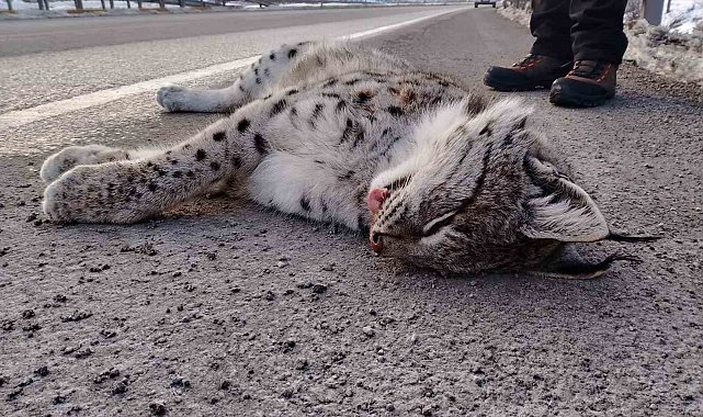 Sansa deresi yaban hayatına mezar oldu