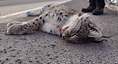 Sansa deresi yaban hayatına mezar oldu