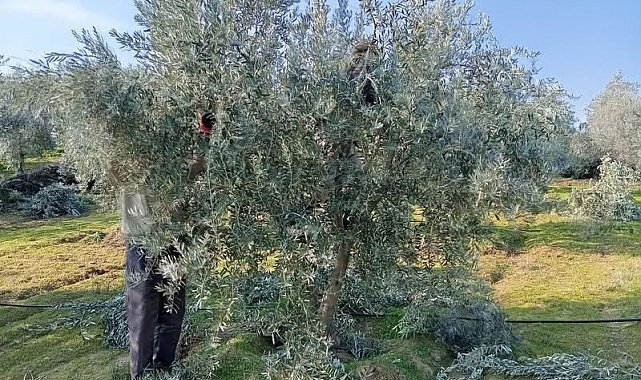 Sarıgöl'de zeytin budama çalışmalarına başkandı