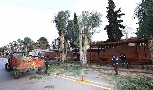 Şehzadeler Belediyesi'nden trafik güvenliği için budama çalışması