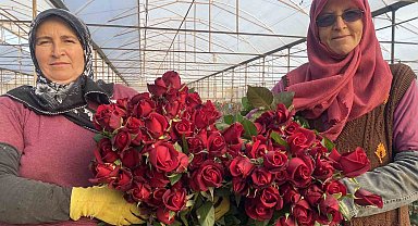 Sevgililer Günü gül üreticisinin yüzünü güldürecek