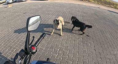 Seyir halindeki motosiklete 3 başıboş köpeğin saldırı anı kask kamerasına yansıdı