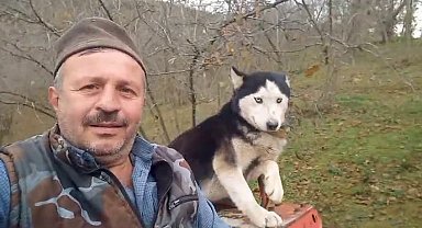 Sibirya kurdu traktörün direksiyonuna geçti: O anlar kamerada