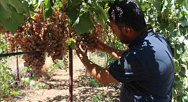 Siirt, Türkiye üzümü üretiminde ilk 10'a yükseldi