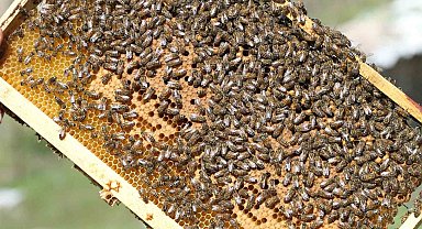 Siirt, Türkiye'de bal üretiminde ilk 5'e yükseldi