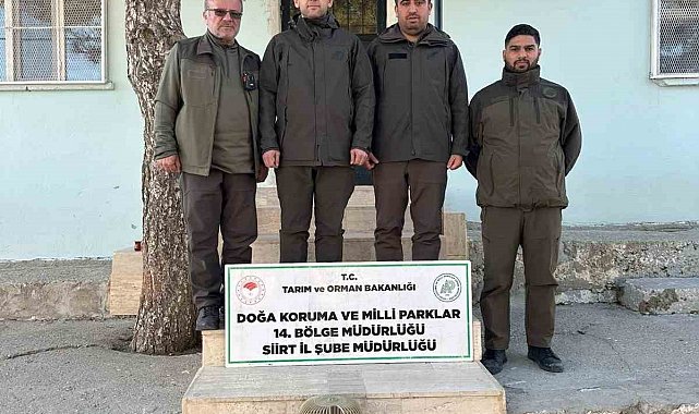 Siirt'te kaçak avlanan keklikler doğaya bırakıldı