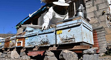 Şırnak'ta bal arıları kışı tam yaşamadan erken uyandı