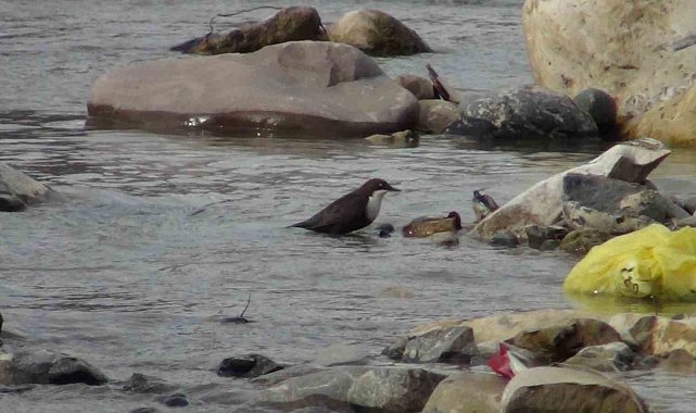 Şırnak'ta kuşlar karda yiyecek arayışında