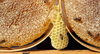 Sivas en 'ballı' 4. şehir oldu