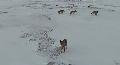 Sivas'ta araziye inen kurtlar dronla görüntülendi