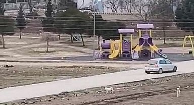 Sokak köpekleri yaşı küçük çocuğa böyle saldırdı