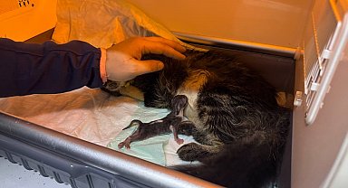 Sokakta bulunan hamile kedi ameliyatla kurtarıldı