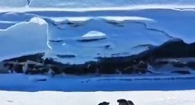 Su samuru ailesi Kura nehrinde görüntülendi