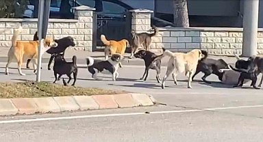 Sürü halindeki 15 köpeğin kavgası korkuttu