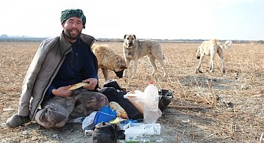 Sürünün güvenliği çoban köpeklerinde