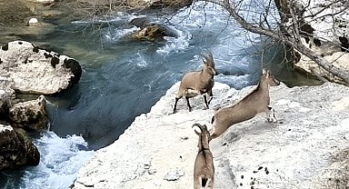 Tağar Çayı kıyısına neşe katan dağ keçileri, vatandaşlarla iç içe görüntüler sunuyor