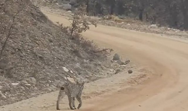 Tunceli'de kırmızı listedeki vaşak görüntülendi