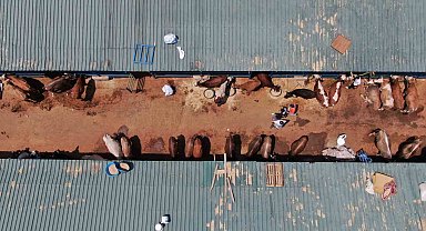 Türkiye'de büyükbaş hayvan sayısında sevindiren gelişme