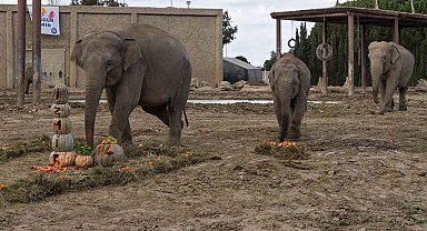 Türkiye'de doğan ilk fil İzmir 14 yaşında