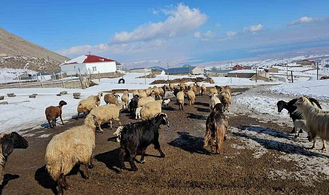 Türkiye'nin en yüksek rakımlı köyü Kışkılı, dron görüntüleriyle hayran bıraktı