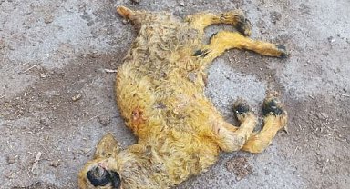 Üç kulaklı, tek gözlü ve ters ayaklı doğan kuzu görenleri hayrete düşürdü