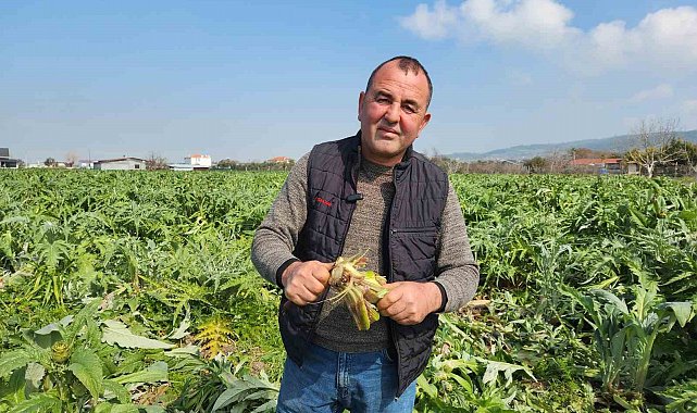 Urla'da enginar bahçelerini don vurdu